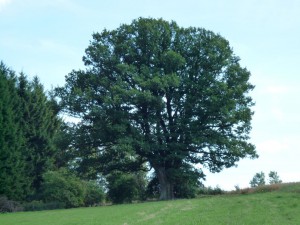 Jiříčkův dub